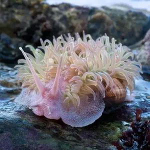Sea anemone + Snail